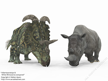 Albertaceratops & White Rhinoceros, 77 million years ago