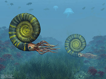 Middle Jurassic ammonites, 170 million years ago