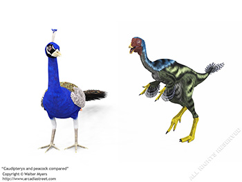 Caudipteryx & peacock, 125 million years ago