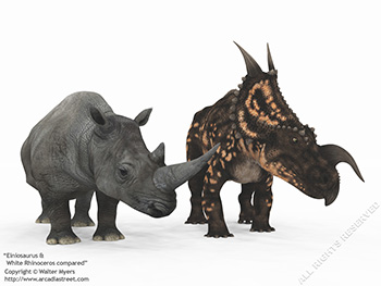 Einiosaurus & White Rhinoceros, 72 million years ago