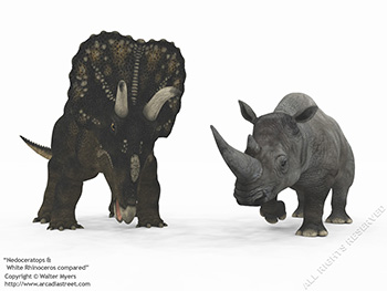 Nedoceratops & White Rhinoceros, 70 million years ago