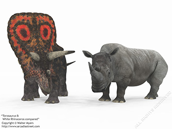 Torosaurus & White Rhinoceros, 75 million years ago