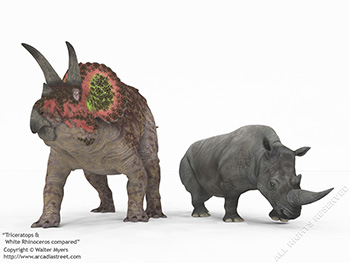 Triceratops & White Rhinoceros, 68 million years ago