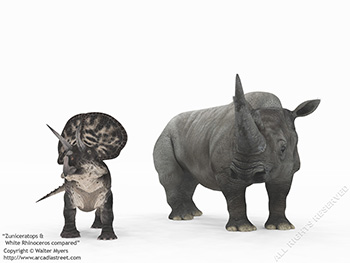 Zuniceratops & White Rhinoceros, 90 million years ago