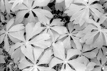 Broad leafs   -   Oak Park, IL, 1983   -   Kodak infrared black & white 35mm film