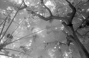 Fan palm No. 1   -   Oak Park, IL, 1982   -   Kodak infrared black & white 35mm film