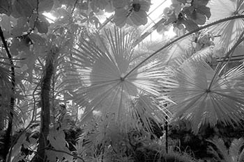 Fan palm No. 3   -   Oak Park, IL, 1982   -   Kodak infrared black & white 35mm film