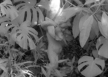 Garden statue   -   Oak Park, IL, 1982   -   Kodak infrared black & white 35mm film