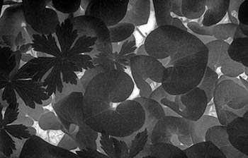 Leaves inverse   -   Oak Park, IL, 1983   -   Kodak infrared black & white 35mm film