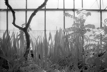 Sansevieria   -   Oak Park, IL, 1982   -   Kodak infrared black & white 35mm film