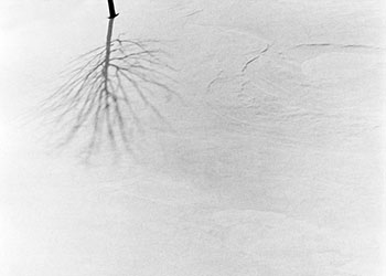 Lone tree in snow   -   Adrian, MI, early 1980s   -   Kodak Tri-X black & white 35mm film