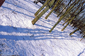 Snow shadows parallel   -   Adrian, MI, early 1980s   -   Kodak Ektachrome 35mm color slide film