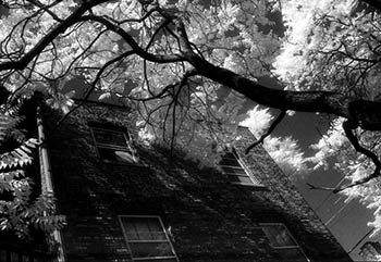 Tree & brick building   -   Oak Park, IL, 1982   -   Kodak infrared black & white 35mm film