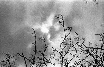 Autumn sun No. 1   -   Oak Park, IL, 1983   -   Kodak infrared black & white 35mm film
