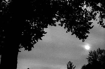 Autumn sun No. 3   -   Oak Park, IL, 1983   -   Kodak infrared black & white 35mm film
