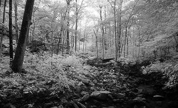 Carbondale gorge No. 4   -   Carbondale, IL, 1986   -   Kodak infrared black & white 35mm film