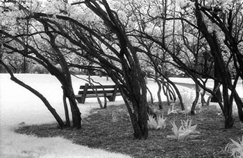 Park bench & trees   -   Oak Park, IL, 1983   -   Kodak infrared black & white 35mm film
