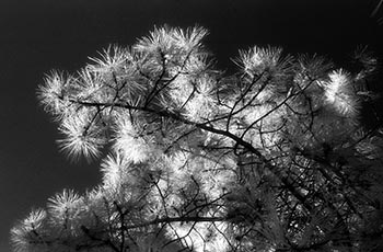 Pine branches   -   Oak Park, IL, 1982   -   Kodak infrared black & white 35mm film