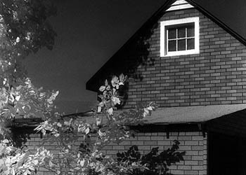 Tree & shack   -   Oak Park, IL, 1982   -   Kodak infrared black & white 35mm film