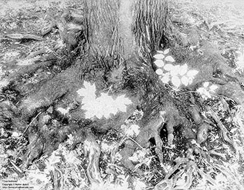 Tree buttress   -   Oak Park, IL, early 1980s   -   Kodak infrared black & white 35mm film