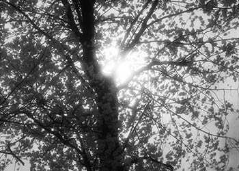 Tree contre-jour X   -   Oak Park, IL, 1983   -   Kodak infrared black & white 35mm film