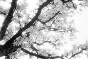 Tree overhead   -   Oak Park, IL, 1982   -   Kodak infrared black & white 35mm film