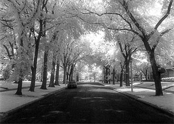 Trees baldachin   -   Oak Park, IL, 1982   -   Kodak infrared black & white 35mm film