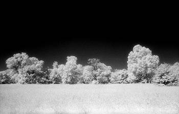 Trees with black sky   -   Oak Park, IL, 1982   -   Kodak infrared black & white 35mm film