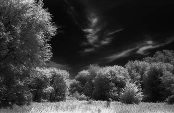 Trees & clouds No. 2   -   Oak Park, IL, 1982   -   Kodak infrared black & white 35mm film