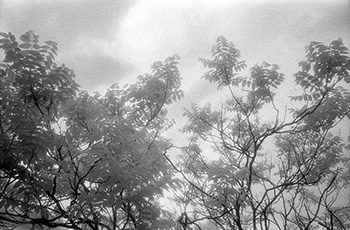 Trees contre-jour 2   -   Oak Park, IL, 1982   -   Kodak infrared black & white 35mm film