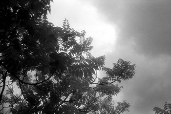 Trees contre-jour   -   Oak Park, IL, 1982   -   Kodak infrared black & white 35mm film