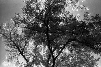 Trees contre-jour 3   -   Oak Park, IL, 1982   -   Kodak infrared black & white 35mm film