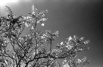 Trees sidelit   -   Oak Park, IL, 1982   -   Kodak infrared black & white 35mm film