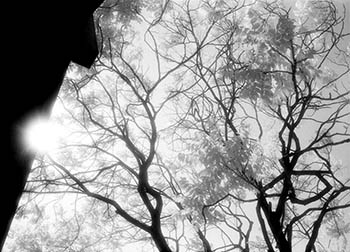 Trees spindly No. 2   -   Oak Park, IL, 1982   -   Kodak infrared black & white 35mm film